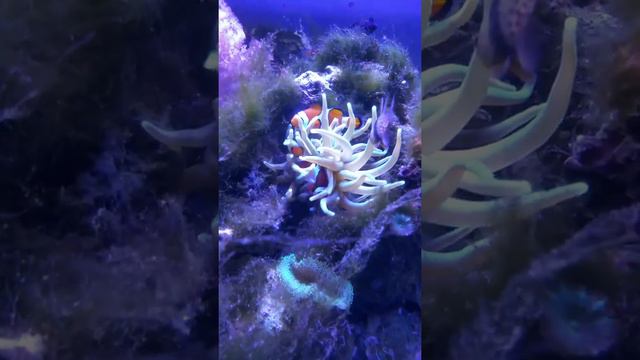 Nemo vs anemone смотреть онлайн