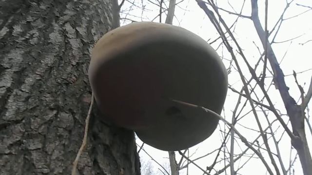 грибы на дереве. #наблюдения смотреть онлайн