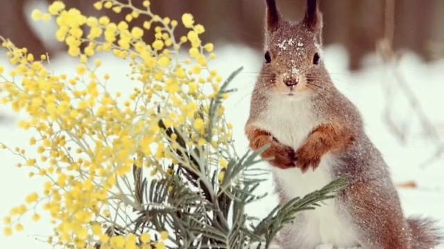 К нам весна идёт быстрыми шагами, сугробы тают под её ногами//1 марта//Первый день весны смотреть онлайн