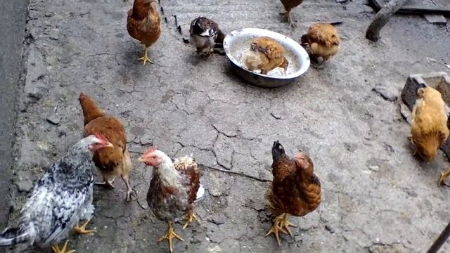 Подписывайтесь на мой канал" Домашнее хозяйства." смотреть онлайн