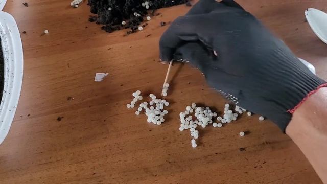 Сколько икринок в одной кладке улитки maxima? смотреть онлайн