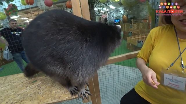 Куда сходить с ребенком Контактный зоопарк Экзопарк Новосибирск смотреть онлайн