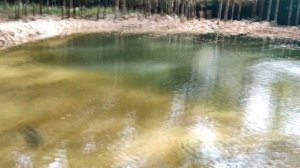 ОСЕТР. 80 кг осетра запускаем в пруд | Чуть подрастет и будет интересная рыбалка и рыба к столу.