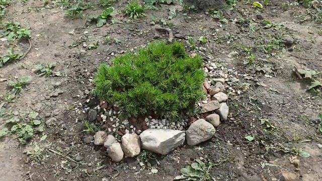 Обзор хвойных в саду#Посадка сербской ели , туи, горной сосны и др. смотреть онлайн