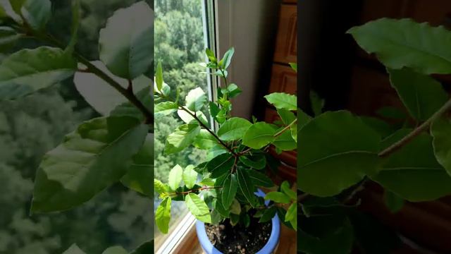 Лавровый куст дома. смотреть онлайн