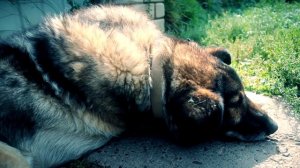 Грустное видео Собака умирает