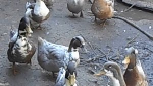 Утка Голубой Фаворит. Ожидали лучшего.