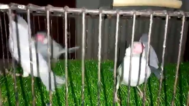 My new Birds in Aviary | Silver Java Sparrow | Date: 15-05-2023 | @akaviary смотреть онлайн