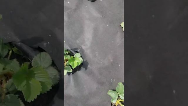 Клубника Флоренс смотреть онлайн