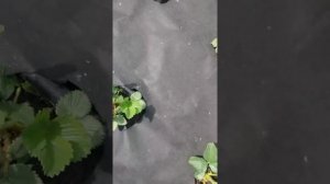 Клубника Флоренс