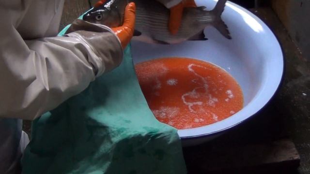 Учебное видео: разведение сиговых рыб. 5. Сбор и оплодотворения икры сига смотреть онлайн