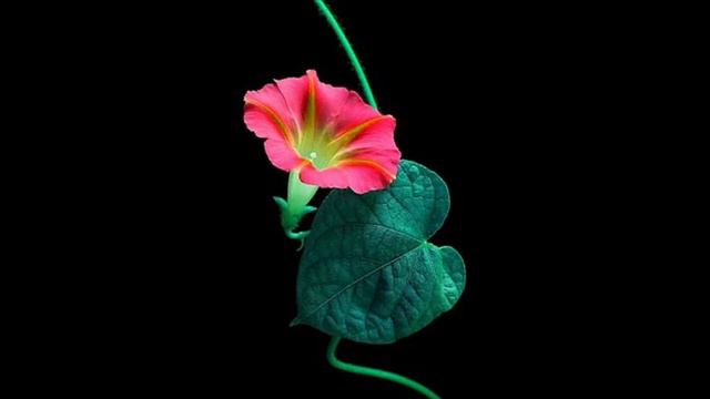 Meditation Music - Mothers Meditation смотреть онлайн