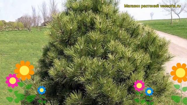 Сосна черная Нана. Краткий обзор, описание характеристик, где купить саженцы pinus nigra Nana смотреть онлайн