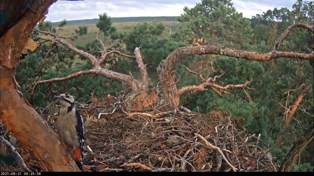 steidzam taisīt pēdējos augusta selfijus ? @LatvijasValstsMeziLV @Kotkaklubi смотреть онлайн