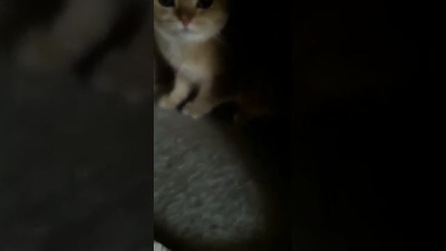 Британец, золотая шиншилла. Кот Оскар защищает свой домик.#shorts#британец#кот#домик смотреть онлайн