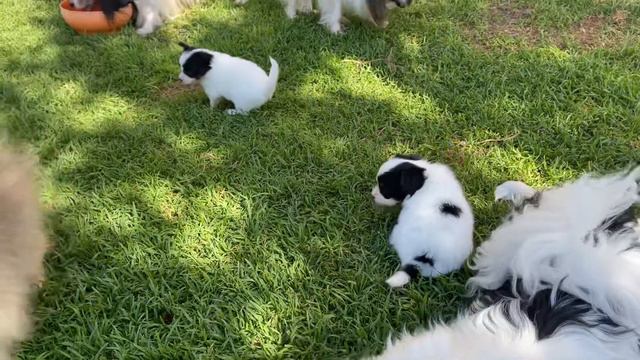 Papillon puppies 4 weeks old “L” litter Kiwi X Simon смотреть онлайн