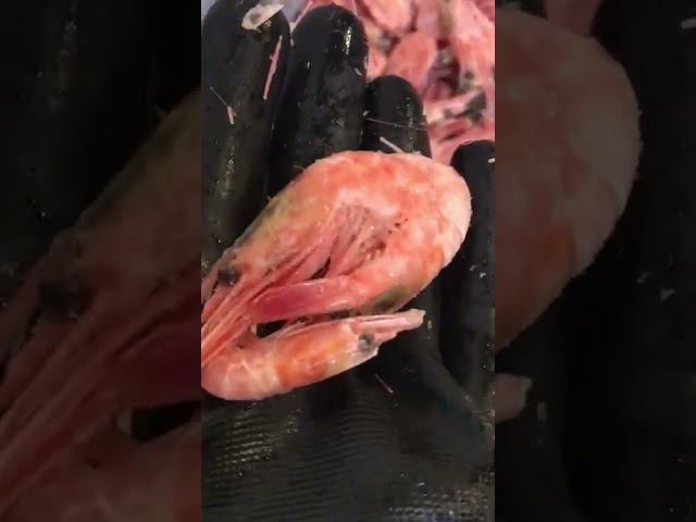 Креветки Северные 150+ Мурманск