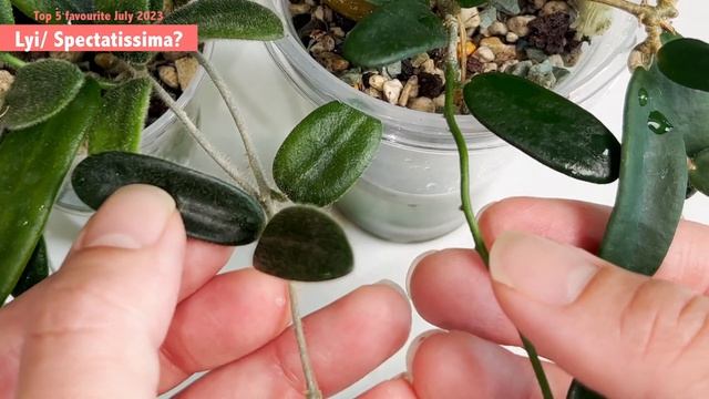 5 Hoyas I Am Loving Right Now | Life updates | Hoya Lyi varieties | Small Leaf Hoyas | Care Tips смотреть онлайн