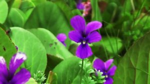 Успокаивающая музыка для нервов  лечебная музыка для сердца и сосудов релакс музыка для души