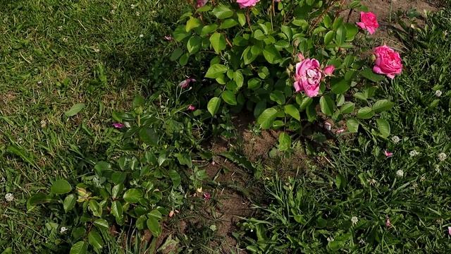 Обзор розы Биг Перпл (Big Purple) смотреть онлайн