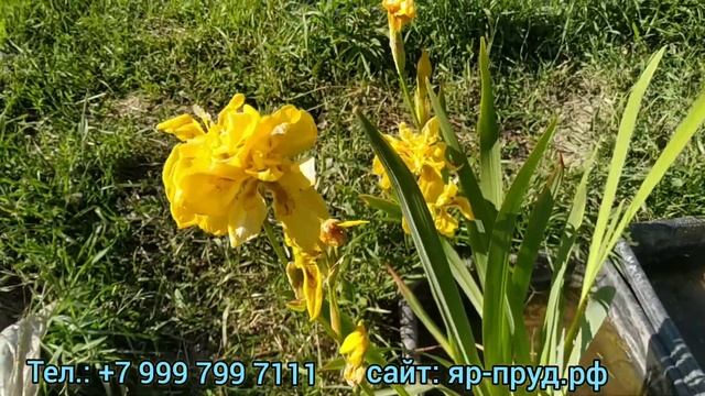 Ирис Болотный Махровый (Iris Pseudacorus Flore Plena) Marsh Terry Iris смотреть онлайн