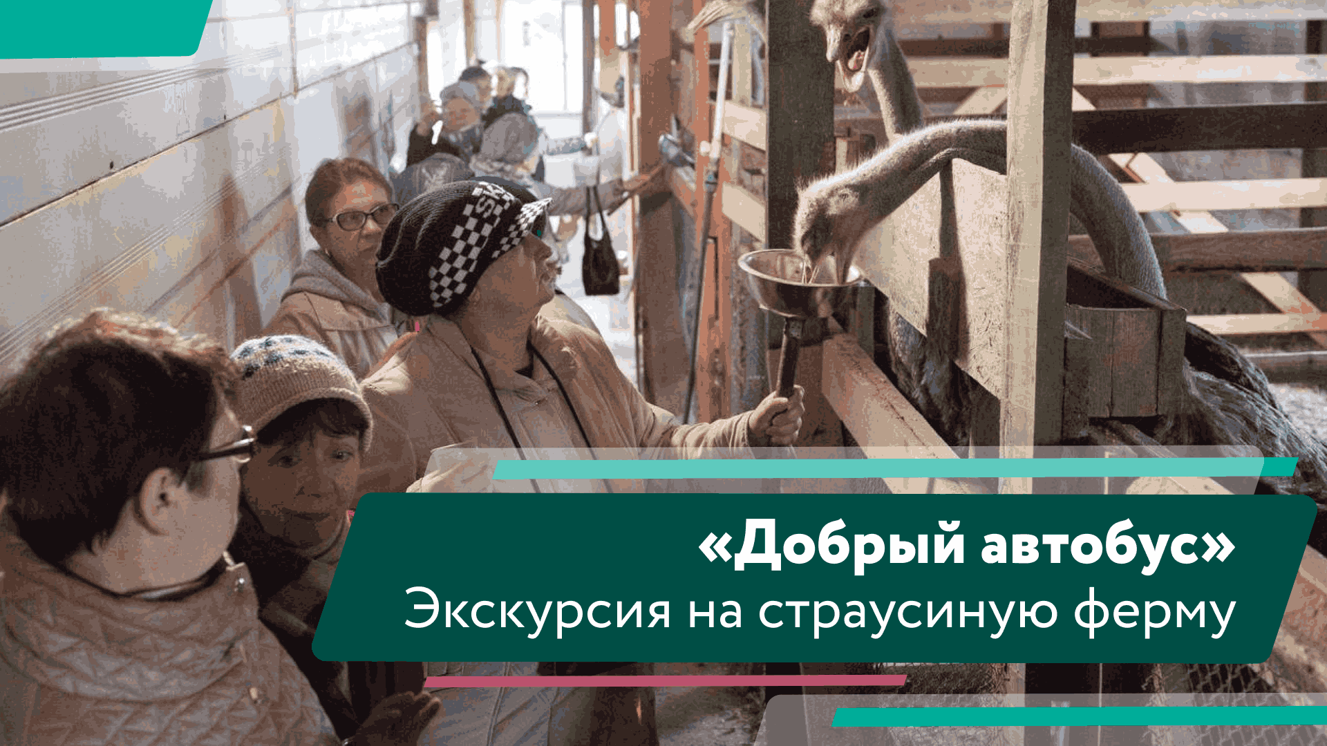 Экскурсия "Доброго автобуса" на страусиную ферму смотреть онлайн