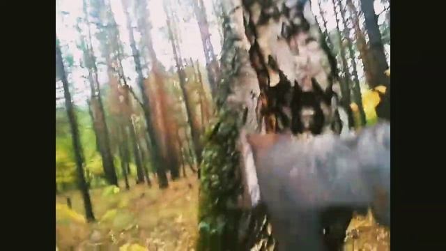 Чага при циррозе,польза. смотреть онлайн
