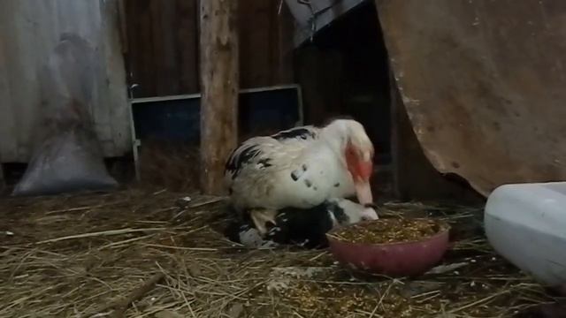 Индоутка Мускусная утка Спаривание индоуток