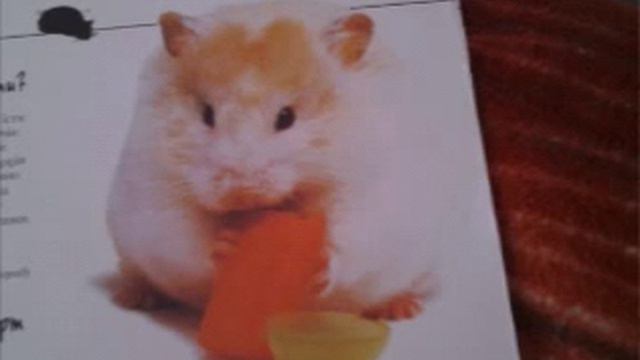 Хомяки самое лучшее создания смотреть онлайн