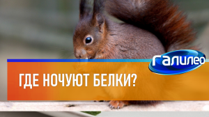 Галилео | 0059 ? Где ночуют белки?