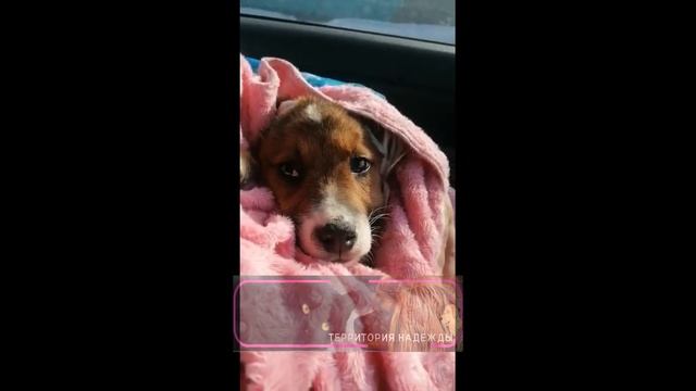 Малыш едет на перевязку. смотреть онлайн