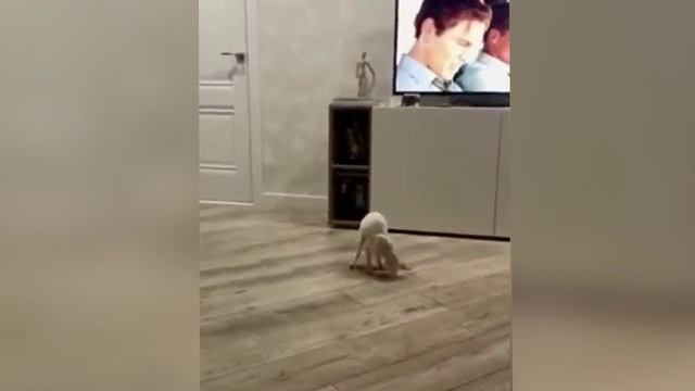 Забавные кошки № 3 смотреть онлайн