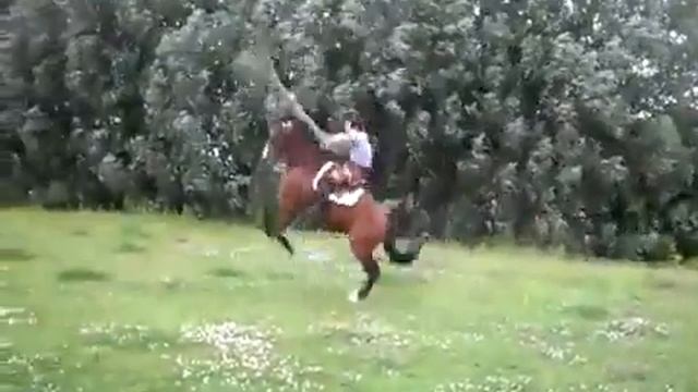 Лошадь прыгает через скакалку смотреть онлайн