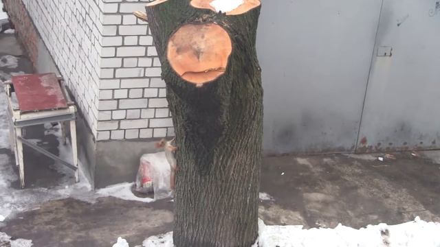Кошка и белка смотреть онлайн