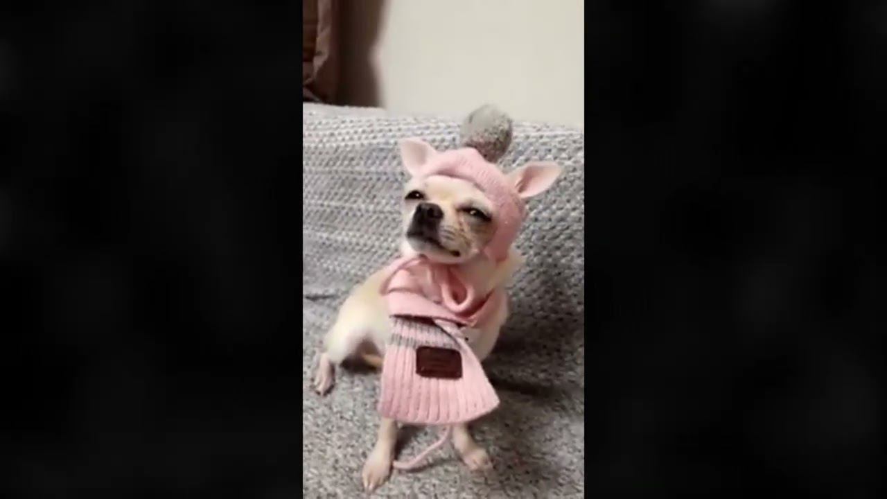 Что-то забавное с ватсаппа (рофланы всякие)#void #чудаковатыйнастольщик #shorts #shortsvid #whatsapp