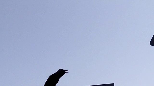 Где на самом деле птички зимуют . смотреть онлайн