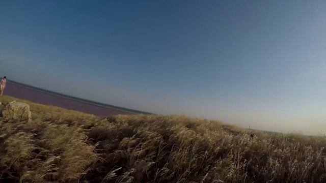 Котики и Собачки в Эфире