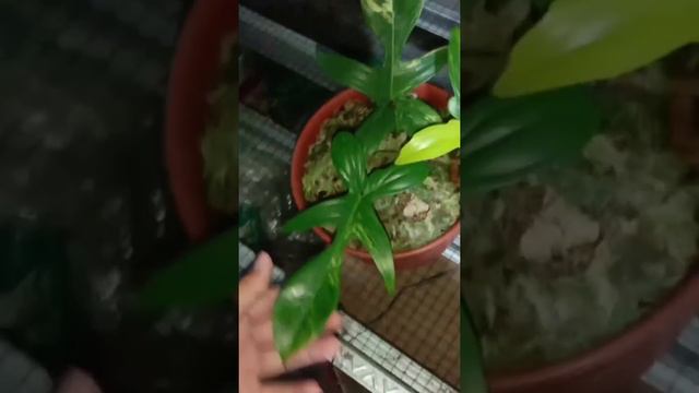 Philodendron Florida Beauty (SOLD) смотреть онлайн