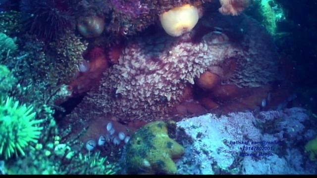 Подводный мир Камчатки смотреть онлайн