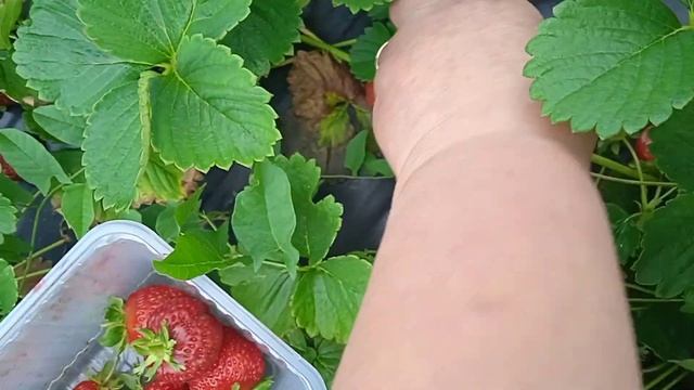 КРАПО 10.Оставлять ли на второй год? ХОТЕЛИ ВЫКОРЧЕВАТЬ, НО СТАРИЧОК НАС УДИВИЛ! смотреть онлайн