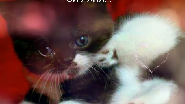 Часть 3-программа ViveVideo смотреть онлайн