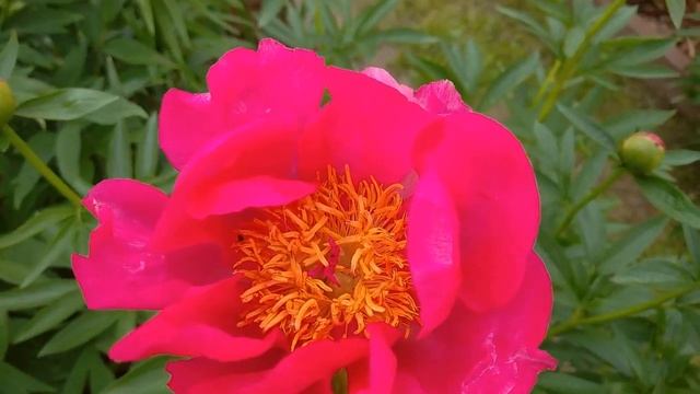 Цветение коралловых пионов Coral Sunset и Coral Fay? смотреть онлайн