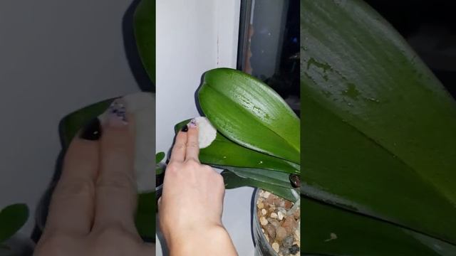 Циркон. Как я удобряю свои растения цирконом. смотреть онлайн