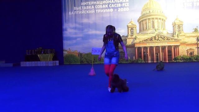 Латинская Ирина и Той пудель DIZA FLEICH Zig Zag Udachi. Класс Дебют-Фристайл смотреть онлайн