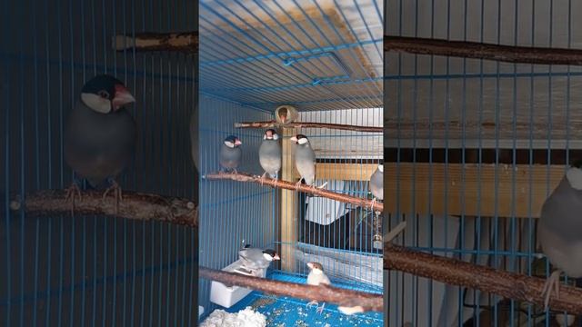 Рисовые амадины поют смотреть онлайн