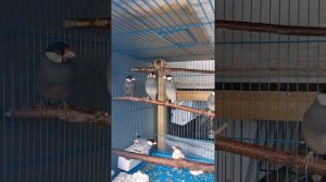 Рисовые амадины поют