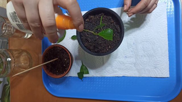 Ficus propagation//plant care tips смотреть онлайн