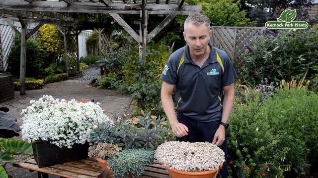 Sedum 'Silver Roses' - Alpines and Small Plants - Kernock Park Plants 2021 Introductions смотреть онлайн