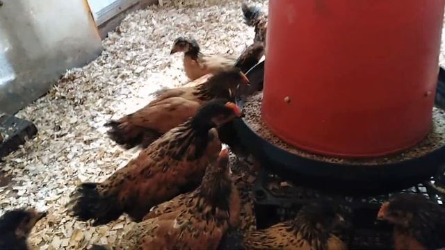 ИЗ КЛЕТКИ НА ПОЛ мой птичий уголок в мае КУЧИНЯТА смотреть онлайн