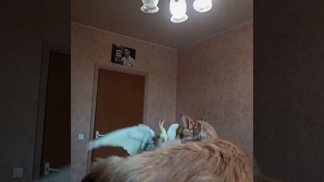 Кошка и попугай друзья Cat and parrot friends смотреть онлайн